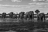 Elefantenreihe (Loxodonta Africana) beim Überqueren des Flusses im Sonnenschein; Botswana