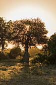 Marula-Baum filtert das Licht der untergehenden Sonne; Botswana