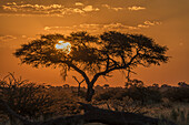 Silhouette eines Akazienbaums bei orangefarbenem Sonnenuntergang; Botsuana
