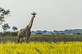 South African Giraffe (Giraffa Camelopardalis Giraffa) In Grass Facing Camera; Botswana