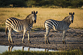 Two Burchell's Zebra (Buphagus Africanus) In Line Beside Water; Botswana