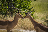 Two Male Impalas (Aepyceros Melampus) Touching Noses On Savannah; Botswana