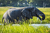 African Bush Elephant (Loxodonta Africana) In River With Water Dripping From Trunk In Mouth; Botswana