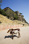 Ahilya Fort, Ghats And Cow On The Namada River Bank