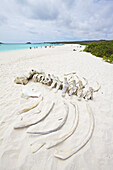 White Sand Beach With Turquoise Water And Bleached Skeleton Of A Humpback Whale