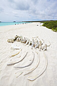 Weißer Sandstrand mit türkisfarbenem Wasser und gebleichtem Skelett eines Buckelwals