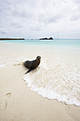 Sealions Swimming In Crystal Clear Turquoise Sea On White Sand Beach