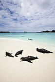 Sealions On White Sand Beach With Crystal Clear Turquoise Sea