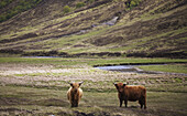 Scottish Highland Landscape With Long Horned Highland Cattle In Foreground