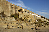 Affen und ländlicher Tempel in der Wüstenlandschaft Jawai Bandh, Aravali Hills