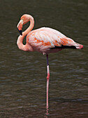 Nahaufnahme eines rosa Flamingos, der auf einem Bein in einem See steht