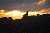 Seelöwe auf felsigem Vorgebirge vor goldenem Sonnenuntergang