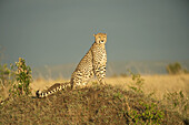 Cheetah (Acinonyx Jubatus), Masai Mara National Reserve; Kenya