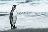 Königspinguin (Aptenodytes Patagonicus) auf dem nassen Strand; Südgeorgien, Südgeorgien und die Südlichen Sandwichinseln, Vereinigtes Königreich