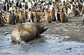 Kolonie von Königspinguinen (Aptenodytes Patagonicus) und Jungtieren mit einer Robbe am Strand; Antarktis