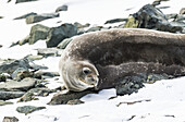 A Seal Laying On The Snowy And Rocky Shore; Antarctica
