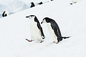 Zügelpinguine (Pygoscelis Antarctica) gehen einen verschneiten Abhang hinunter; Halbmondinsel, Südliche Shetlandinseln, Antarktis