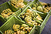 Boxes Of Bananas At Mercado Da Graca; Ponta Delgada, Sao Miguel, Azores, Portugal