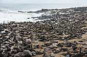 One Of The Largest Colonies Of Cape Fur Seals (Arctocephalus Pusillus) In The World At Cape Cross Seal Reserve, Skeleton Coast, Western Namibia; Namibia