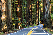 Highway 101 durch den Richardson Grove State Park; Kalifornien, Vereinigte Staaten Von Amerika