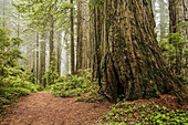 Damnation Creek Trail In Fog, Redwood National And State Parks; California, United States Of America