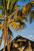 Palm Tree And Peaked Rooftop On Ibo Island, Quirimbas National Park; Cabo Delgado, Mozambique