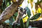 Samango Monkey (Cercopithecus Albogularis) Also Known As Sykes' Monkey In Ibo Island, Quirimbas National Park; Cabo Delgado, Mozambique