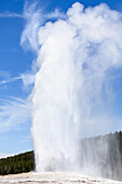 Old Faithful Geyser, Yellowstone National Park; Wyoming, United States Of America