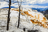 Mammoth Hot Springs Terrace, Yellowstone National Park; Wyoming, Vereinigte Staaten Von Amerika