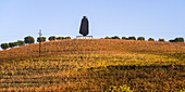 Sandeman vineyard and winery; Portugal
