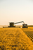 A combine harvester harvests winter wheat while unloading into a grain wagon on the go, near Niverville; Manitoba, Canada