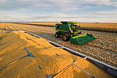 Harvested feed/grain corn in the back of a farm truck with a combine harvester in the background during the harvest, near Niverville; Manitoba, Canada