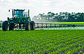 A high clearance sprayer gives a ground chemical application of herbicide to early growth feed/grain corn, near Steinbach; Manitoba, Canada