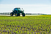 Eine Hochfeldspritze bringt ein chemisches Bodenherbizid auf früh wachsenden Futter-/Körnermais aus, in der Nähe von Steinbach; Manitoba, Kanada