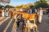 Rinder auf dem montäglichen Viehmarkt; Keren, Anseba-Region, Eritrea