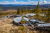 The land reclaiming a 1943 B-24 Liberator crash in the Yukon-Charley Rivers National Preserve, Wild and Scenic River, Charley River; Alaska, United States of America