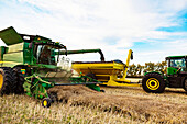 Canola harvesting and transferring the seeds to a grain buggy pulled by a tractor at sunset; Legal, Alberta, Canada