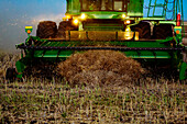 Close-Up of the pickup header of a combine at the end of a swath during the harvesting of canola at sunset; Legal, Alberta, Canada