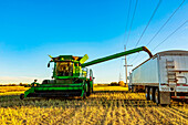 Harvesting canola and transferring the load from the combine to a grain truck using the auger; Legal, Alberta, Canada