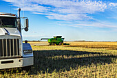 Ein Getreidetransporter wartet während der Rapsernte auf seine nächste Ladung, während ein Mähdrescher auf dem Feld arbeitet; Legal, Alberta, Kanada