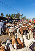 Schafe (Ovis aries) auf dem Viehmarkt; Bahir Dar, Amhara-Region, Äthiopien