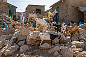 Ziegen auf dem Kafira-Markt; Dire Dawa, Dire Dawa, Äthiopien