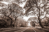 Road enroute to Kaplua from Kihei on the island of Maui; Maui, Hawaii, United States of America