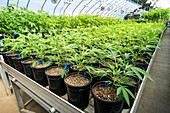 Junge Cannabispflanzen, die in einem Gewächshaus unter natürlichem und künstlichem Licht wachsen; Cave Junction, Oregon, Vereinigte Staaten von Amerika
