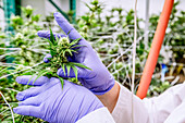 Pflege von Cannabispflanzen in der frühen Blütephase, die in einem Indoor-Zuchtraum unter künstlicher Beleuchtung wachsen; Cave Junction, Oregon, Vereinigte Staaten von Amerika