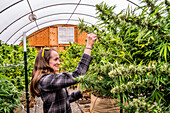 Pflege von Cannabispflanzen in der späten Blütephase in einem Gewächshaus bei natürlicher Beleuchtung; Cave Junction, Oregon, Vereinigte Staaten von Amerika