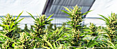 Cannabispflanzen im frühen Blühstadium, die in Innenräumen unter künstlicher Beleuchtung wachsen; Cave Junction, Oregon, Vereinigte Staaten von Amerika