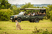 Gepard (Acinonyx jubatus) sitzt im Gras mit Safari-Fahrzeug und Touristen dahinter, Cottar's 1920s Safari Camp, Maasai Mara National Reserve; Kenia