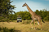Masai giraffe (Giraffa camelopardalis tippelskirchii) walks past photographer in truck, Grumeti Serengeti Tented Camp, Serengeti National Park; Tanzania