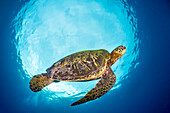 Eine grüne Meeresschildkröte (Chelonia mydas), eine vom Aussterben bedrohte Art, wird im Snells Window eingerahmt, einem Effekt, der durch das Aufschießen an der Oberfläche entsteht; Maui, Hawaii, Vereinigte Staaten von Amerika